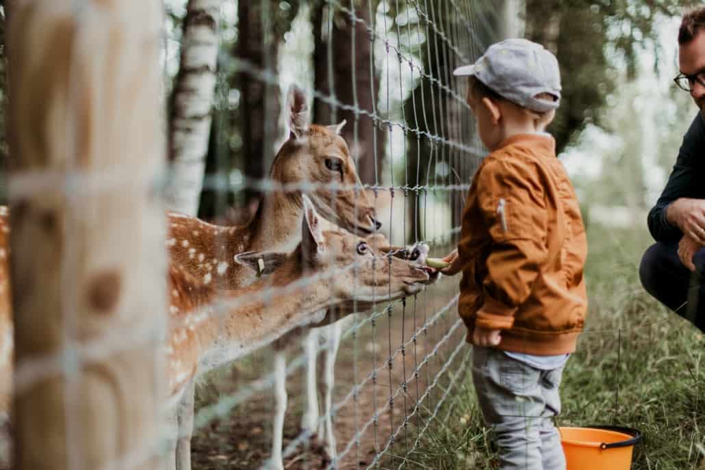 Kid playing with deer in zoo