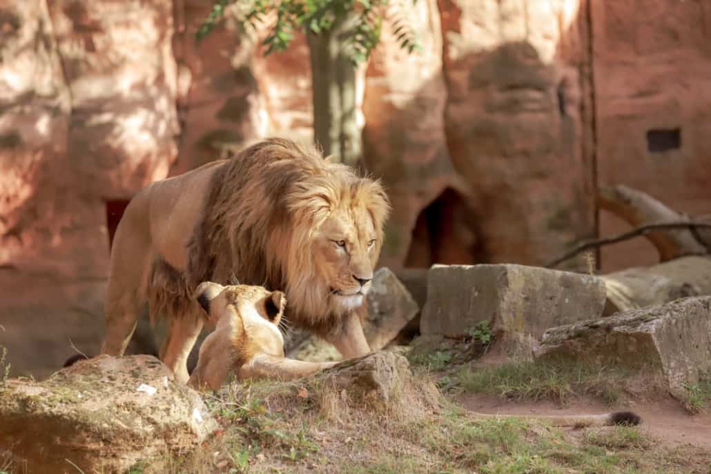 Lion and cub in zoo