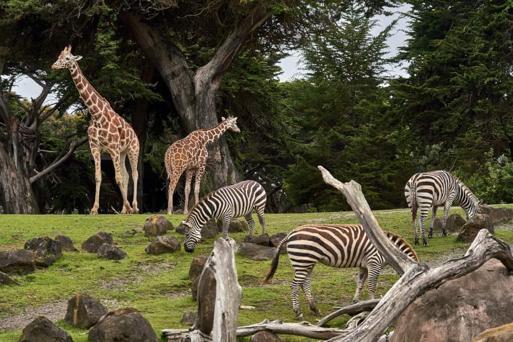 Zebras and giraffes in zoo